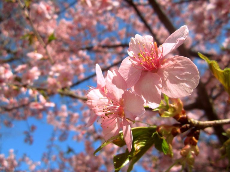 cherry-trees