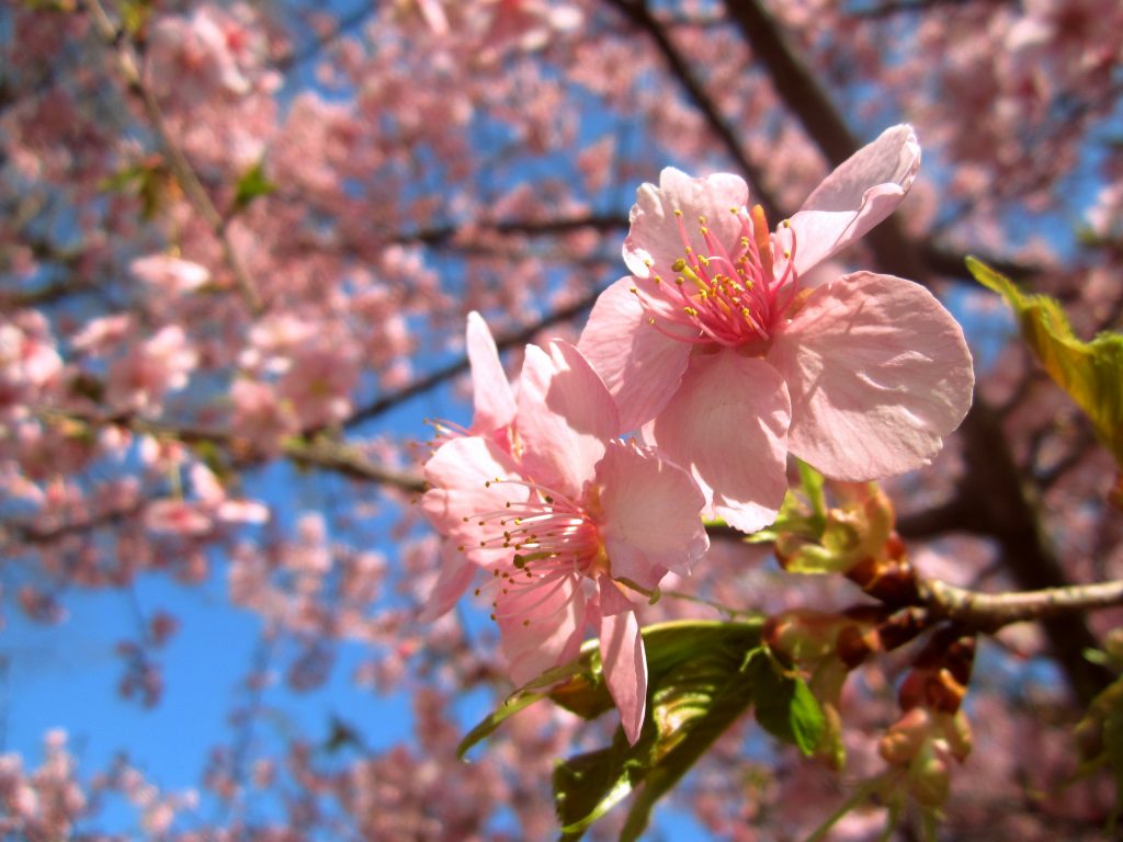 cherry-trees