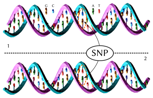 Dna-SNP.svg
