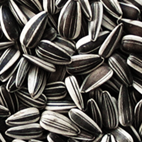 striped_sunflower